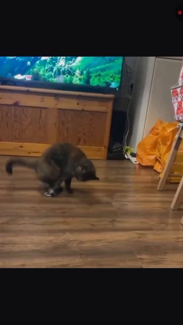 Брейнгданс кота. Мем