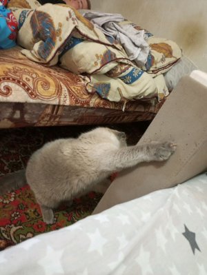 отвечаем на всё вопросы