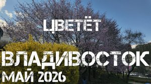 Владивосток груша и сакура (май 2026).