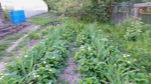 Работа в саду . Посадка цветов