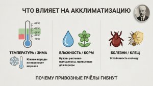 Акклиматизируются ли пчёлы из Узбекистана или Германии в вашем регионе? Отвечает Кашковский 🐝🌍