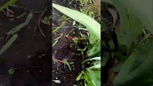 обзор на огород.
