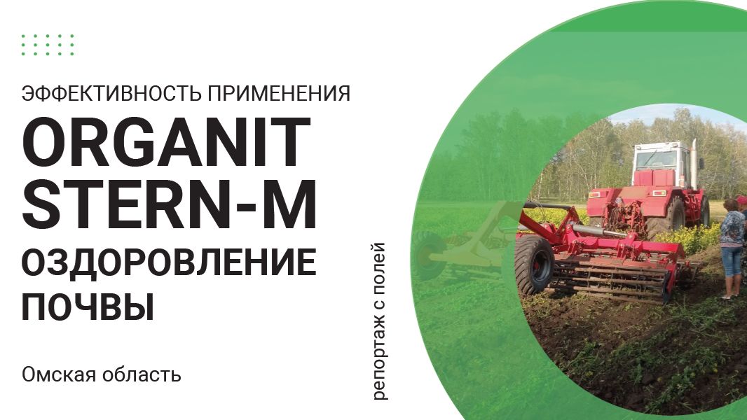 Репортаж с полей. Эффективность применения Organit Stern-M на горчице. Омская область