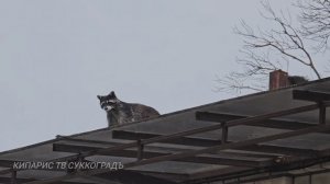 Еноты на пляже Сукко. Казачий проезд. Показывает Дмитрий Сорвенков.