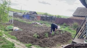 Рискнула и высадила рассаду , но не растерялась и решила проблему