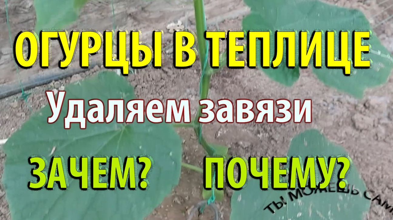 Удаляем завязи огурцов. Зачем?  Почему? Как правильно?