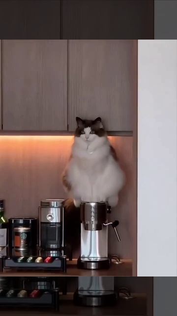 Кофейный страж