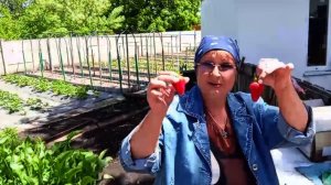 Первый урожай..., мошенники ходят по домам...пошла на по...