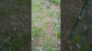 Обзор от мужа