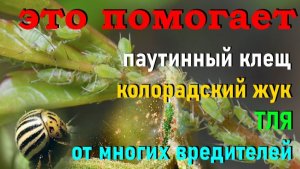 Тля на участке? Пришло время от нее избавиться