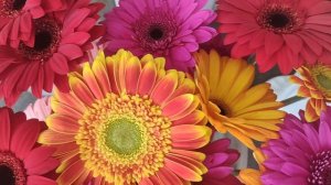 КРАСОТУ 🌹🌺🌷В ЛЕНТУ☀️☀️☀️