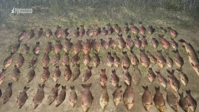 БГ. Жуковские полицейские выявили факт браконьерст смотреть онлайн