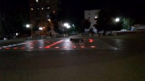 Собака на фонтане