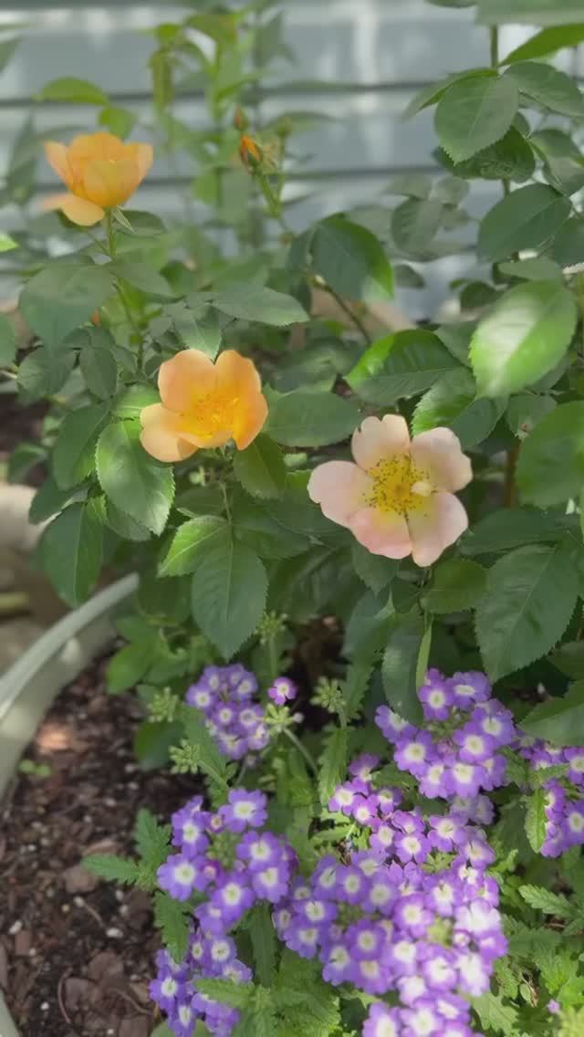 Чиппендейл и компания🌸 смотреть онлайн