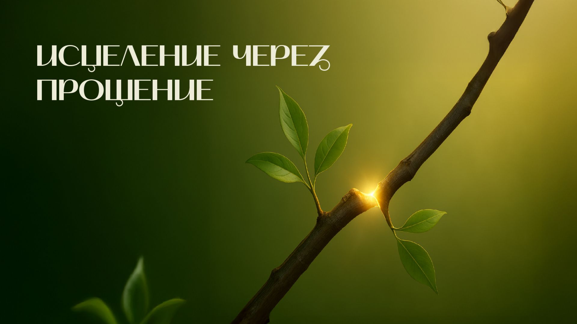 Исцеление через прощение | Древо жизни