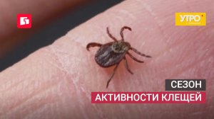 Сезон активности клещей. Утро с Губернией. 28/05/2026. GuberniaTV