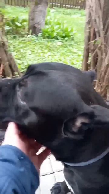 КОНИ- КОРСА....mp4