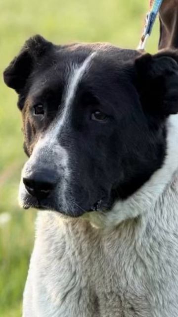 🕊 СПАСЛИ АЛАБАЯ, ЗАРА 🌸 У НАС ❗🙏💯🙏🩺💊🦮  ПОСТ В ОПИСАНИИ 🎥  #dog #собака #алабай #любовь #сао