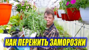 Теплица в майские заморозки — мой план действий!