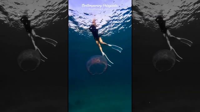 POLYPHONE & JADAN 🎧 Contemporary Pelagiada смотреть онлайн