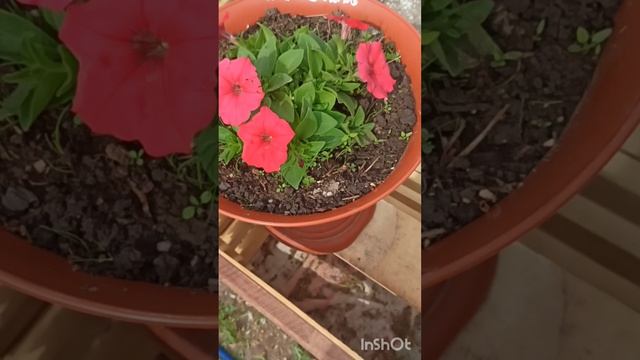 28.05.2026.мой дворик.