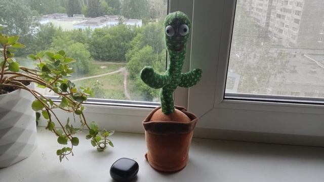 кактус танцор