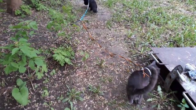 Котики гуляют вместе. смотреть онлайн