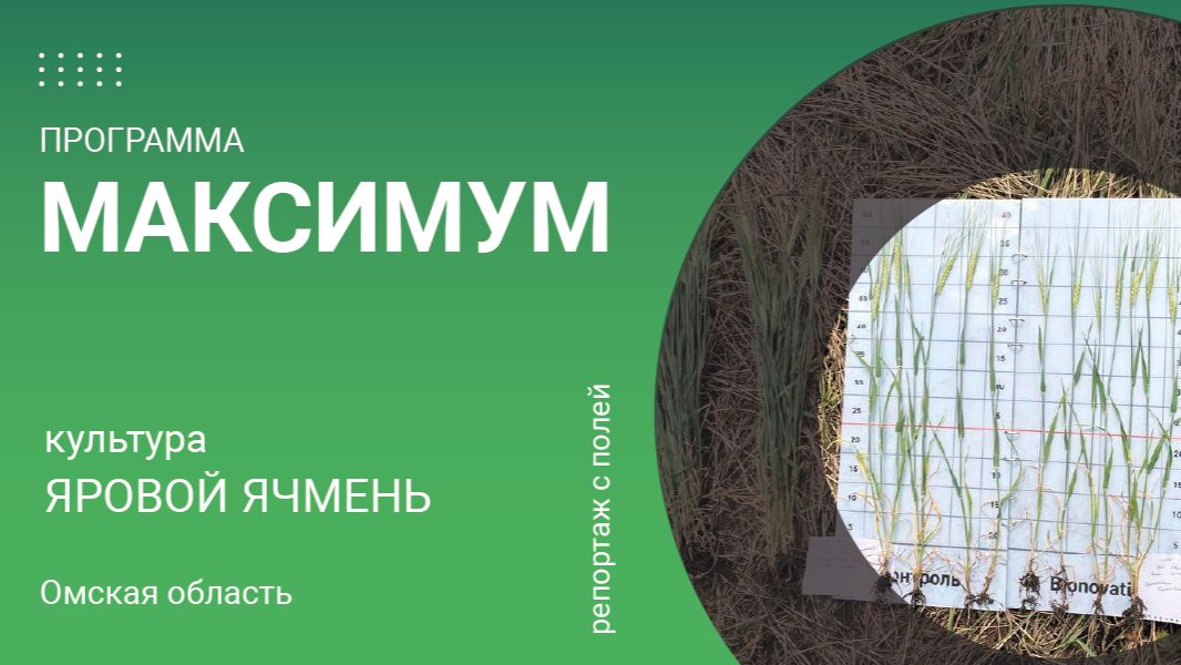 Репортаж с полей. Программа «Максимум» на яровом ячмене