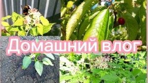 ВЛОГ. ЗАКОНЧИЛА КОЛОТЬСЯ 💉😄/ПОСАДИЛА РАССАДУ 🤗/ПЕЧЕМ ПАНКЕЙКИ 🥞😋