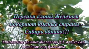 Персики клоны Железова покоряют южные страны - Сибирь однако!!!