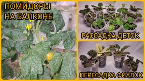 Помидоры на балконе. Отсадка и рассадка деток. Пересадки фиалок в больший объём.