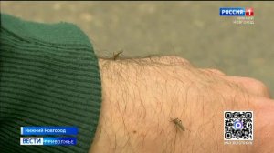 Комариное нашествие добралось до Нижегородской области