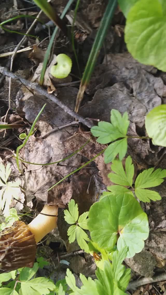 ✔Полно сморчков🍄✔