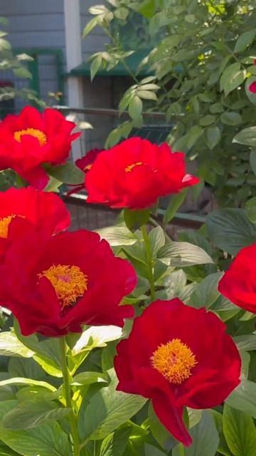 Макинак Гранд 🌺 последний аккорд🌿 смотреть онлайн