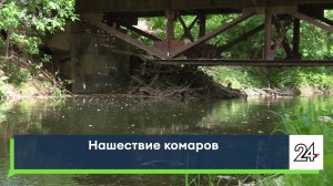 Нашествие комаров