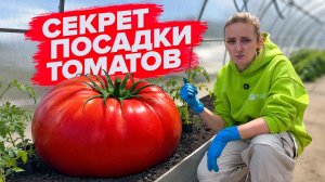 КАК ВЫСАЖИВАТЬ ТОМАТЫ