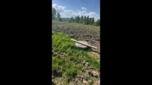 Жужа в хозяйстве под Звенигородом