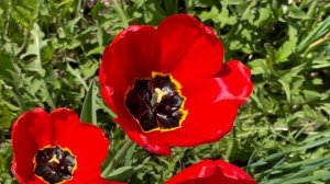 🌷❄️ Тюльпаны в Удмуртии сорта и выращивание