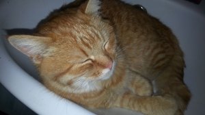 Жажда. Кот на водопое