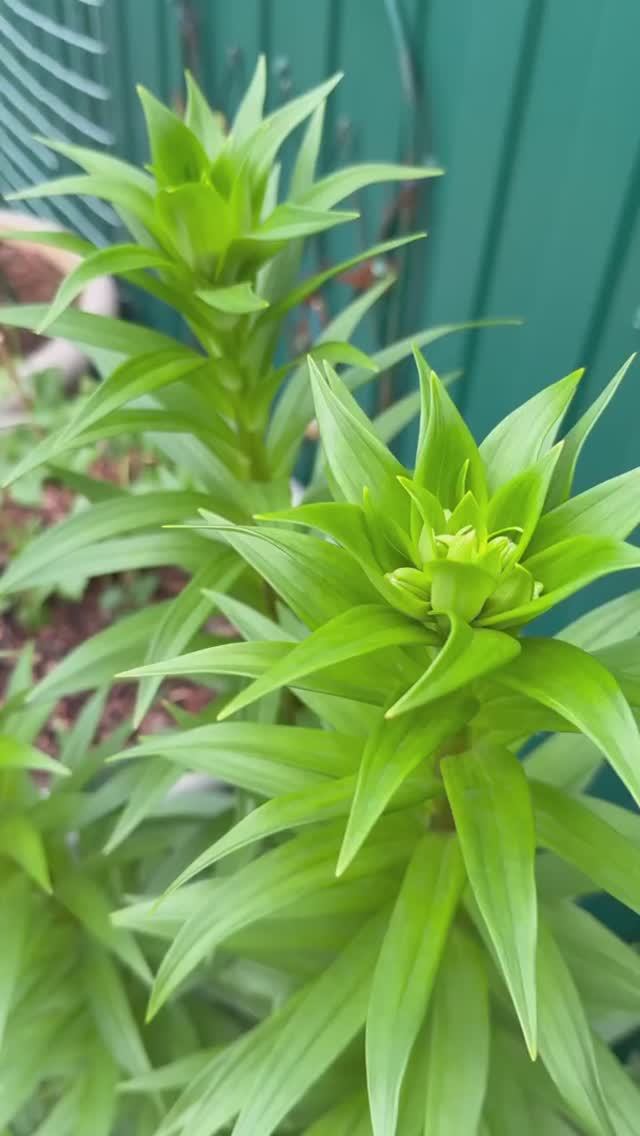 В горшечном садике🧚🏻28 мая 26г🌿 смотреть онлайн