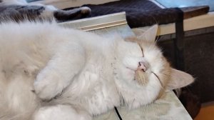 Котикам на окошке посвящается 28-05-2026