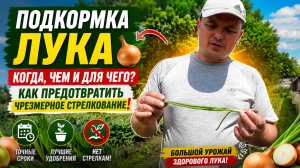 Чем подкормить лук весной для хорошего развития