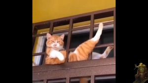 Милосердие