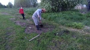 Посадили картошку, сажаем ёлочки.