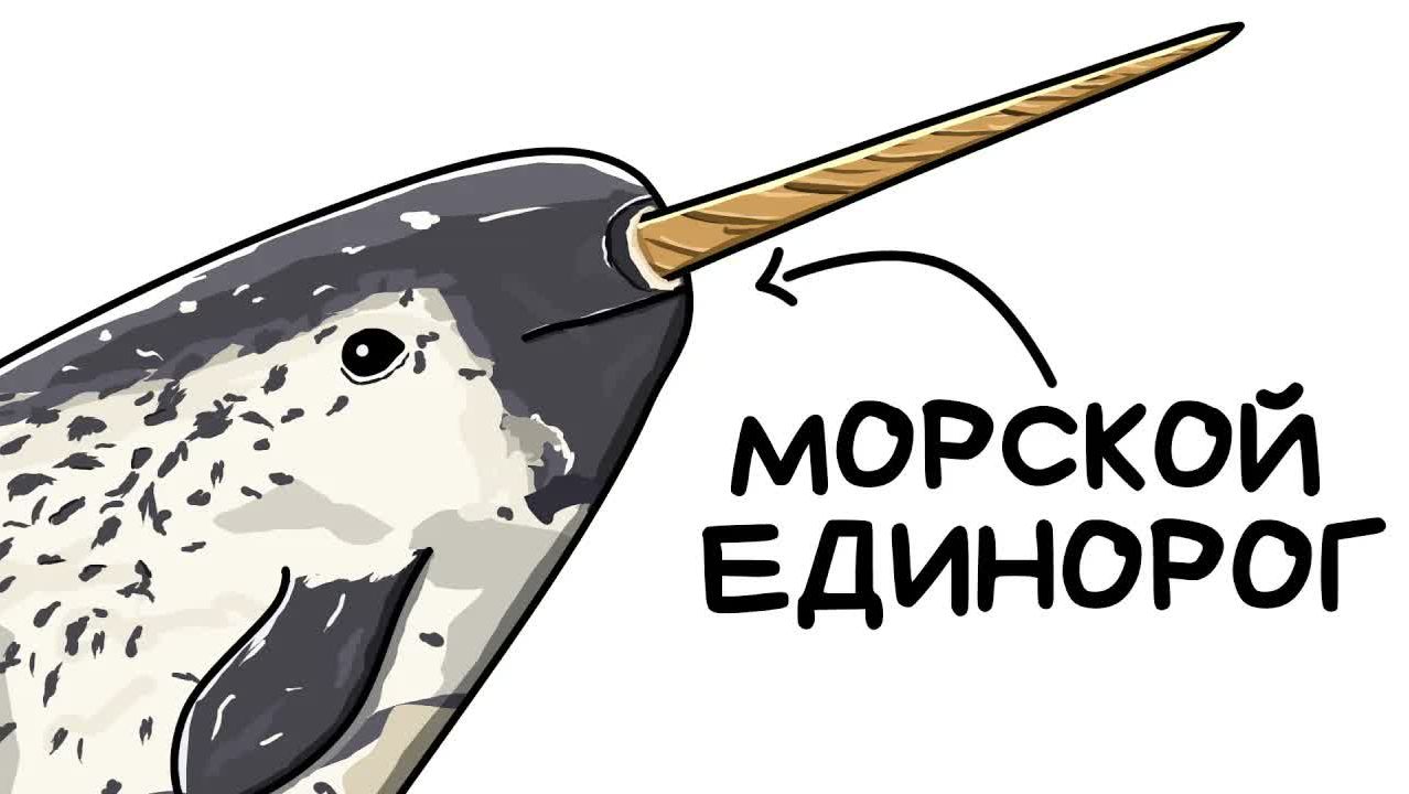 Ты - Нарвал (И ЭТО ВСЯ ТВОЯ ЖИЗНЬ)