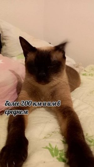 Клеопатра
#факты #история #уход #жизнь # #радость #интересно #рекомендации #популярное #подборка #ко