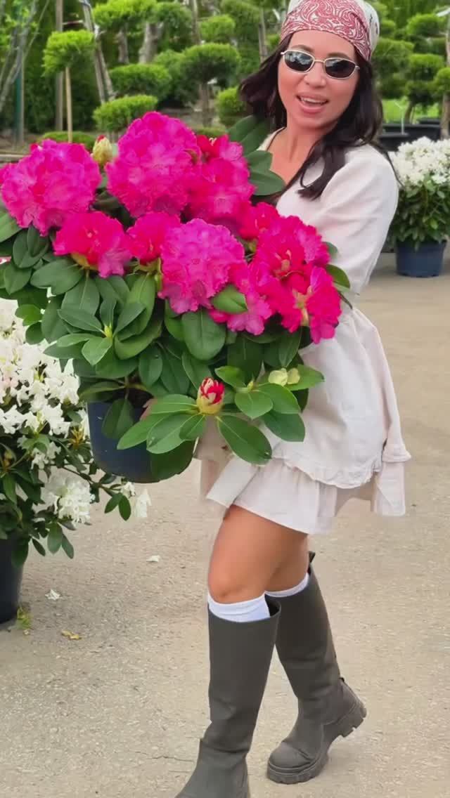 НЕВОЗМОЖНО пройти мимо этих  рододендронов 🌸 🌿