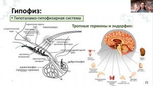 Эндокринная система | Экспрессия | Alles