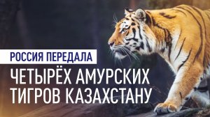 С Дальнего Востока — в казахскую степь: Россия передала Астане четырёх амурских тигров