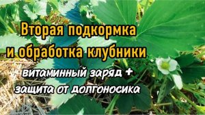 Вторая подкормка и обработка клубники. Витаминный заряд + защита от вредителей.